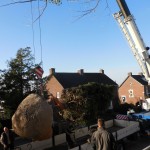 aanplant-mammoetboom-sequoiadendron-giganteum-gewicht-6-ton-heerlen-01