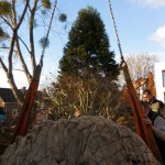 aanplant-mammoetboom-sequoiadendron-giganteum-gewicht-6-ton-heerlen-02