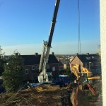 aanplant-mammoetboom-sequoiadendron-giganteum-gewicht-6-ton-heerlen-03