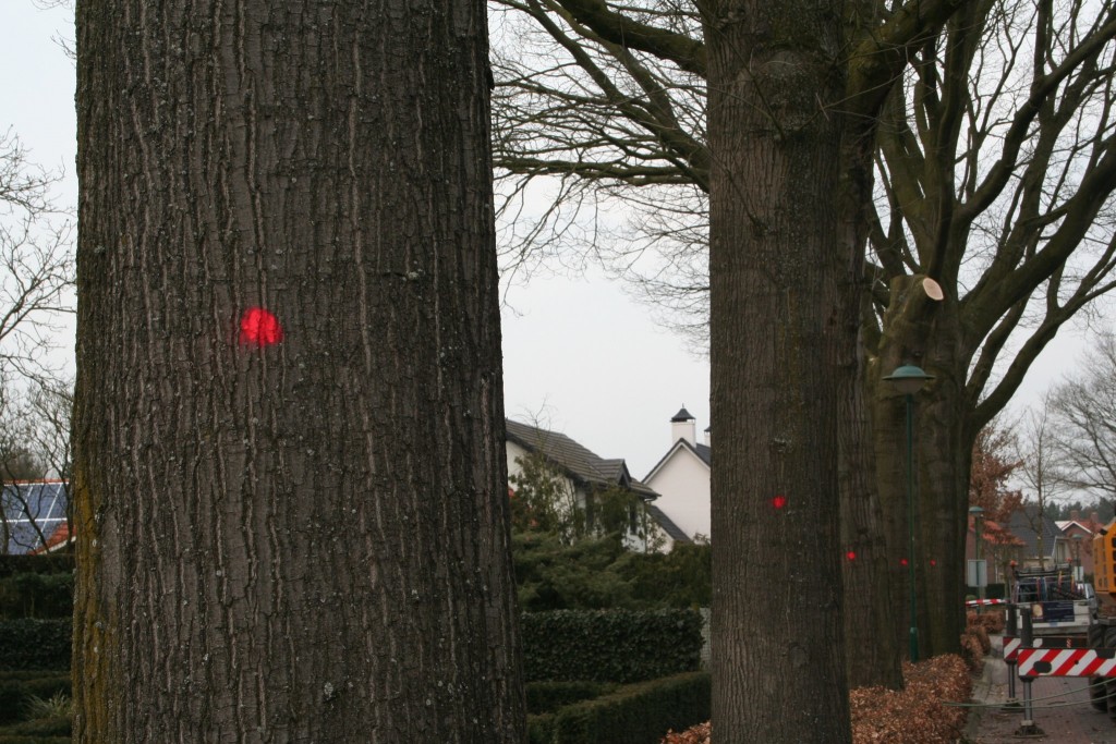 boomverzorging-kap-grote-amerikaanse-eik-centrum-Riethoven-ziekte-1