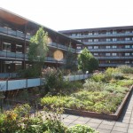 daktuin-bloeiende-bloesem-vasteplanten-appartementencomplex-ouderen-valkenswaard-3