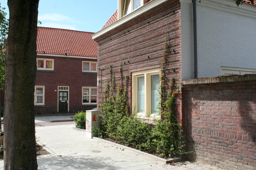 geveltuinen-woonwijk-philipsdorp-brabants-stoepje-gevelgroen-aankleding-biodiversiteit-2