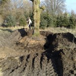 verplanten-oude-leilindes-linde-boerderij-Heeze-1