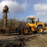 verplanten-oude-leilindes-linde-boerderij-Heeze-3